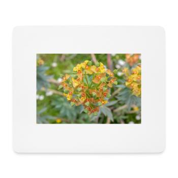 blooming colorful Wolfsmilch (Euphorbia) flower - Mouse Pad (horizontal) - white - Front