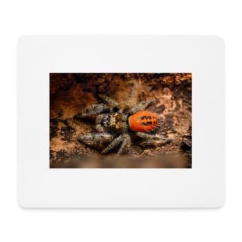 Springspinne Phidippus texanus jumping spider - Mouse Pad (horizontal) - white - Front