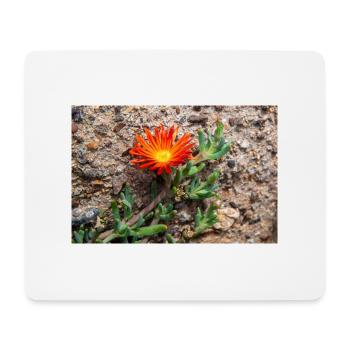 plante de glace rampante rustique carpe rose de glace - Tapis de souris (format paysage) - blanc - Devant