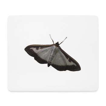 pyrale du buis - Tapis de souris (format paysage) - blanc - Devant
