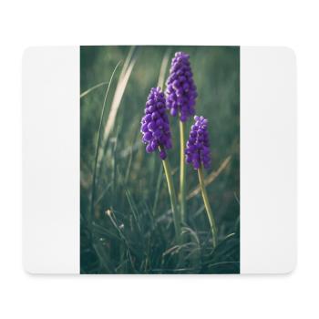 Traubenhyazinthe Blume Blüte Frühling lila - Mousepad (Querformat) - Weiß - Vorne