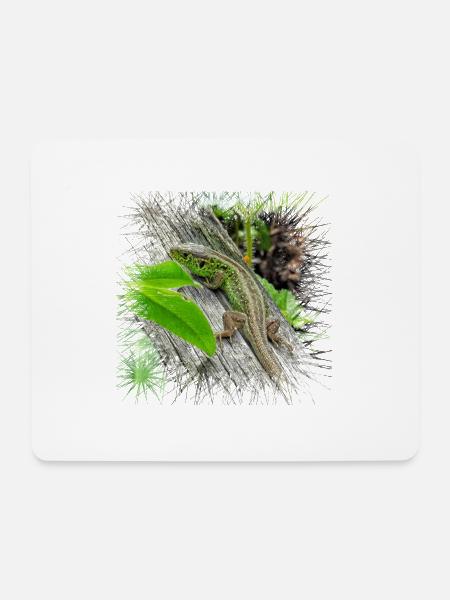 Die Zauneidechse ist ein weit verbreitetes Reptil - Mousepad (Querformat) - Weiß
