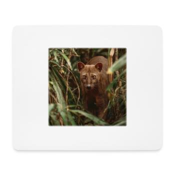 Fossa selten – Lautlose Jagd im Regenwald - Mousepad (Querformat) - Weiß - Vorne
