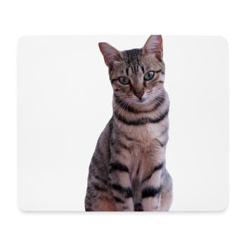 Katze Kätzchen - Mousepad (Querformat) - Weiß - Vorne