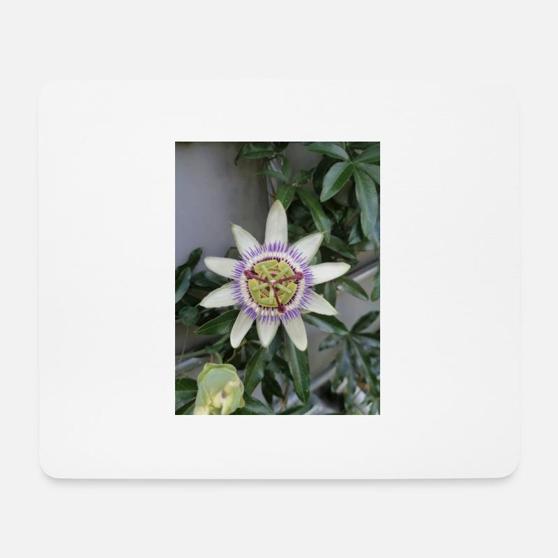 Passionsfrucht Blume Passiflora - Mousepad (Querformat) - Weiß
