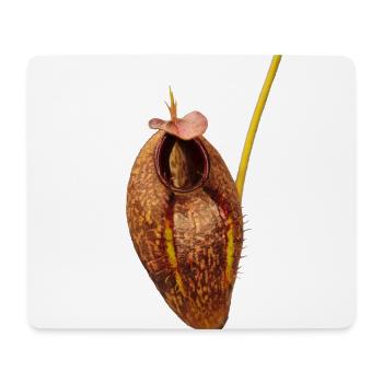 Nepenthes aristolochioides - Tapis de souris (format paysage) - blanc - Devant