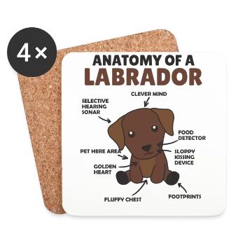 Anatomy of a Labrador Retriever cute dogs - Coasters (set of 4) - white - Front