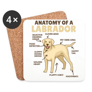 Anatomy of a Labrador Retriever cute dogs - Coasters (set of 4) - white - Front