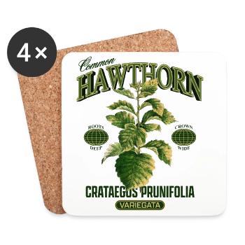 Common Hawthorn Botanical Art - Coasters (set of 4) - white - Front