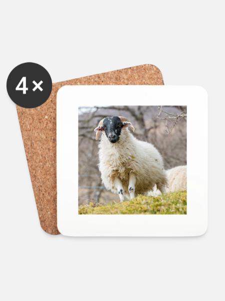 Schaf Ovis in Irland - Untersetzer (4er-Set) - Weiß