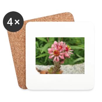 liveforever aussi poule et poussins Sempervivum - Dessous de verre (lot de 4) - blanc - Devant