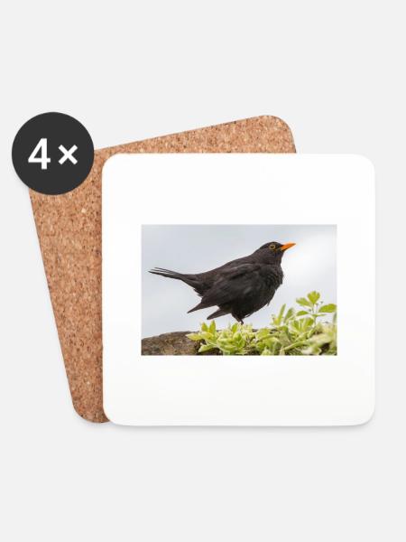 Blackbird (Turdus merula) Blackbird -juliste - Lasinalustat (4 kpl:n setti) - valkoinen