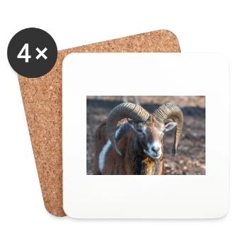 European mouflon (in german Europäischer Mufflon) - Untersetzer (4er-Set) - Weiß - Vorne