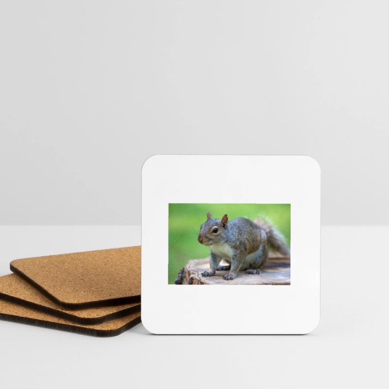 Grey squirrel Grauhörnchen Sciurus carolinensis Coasters (set of 4)