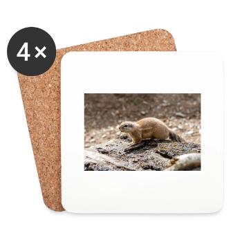 African ground squirrels Borstenhörnchen Xerus - Coasters (set of 4) - white - Front