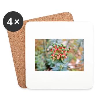 fleur colorée Wolfsmilch (Euphorbia) en fleurs - Dessous de verre (lot de 4) - blanc - Devant