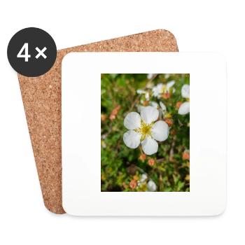 Felsenfingerkraut Felsen-Fingerkraut Potentilla - Untersetzer (4er-Set) - Weiß - Vorne