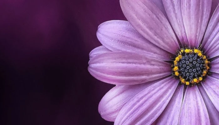 Banner image of WebAct Sardegna