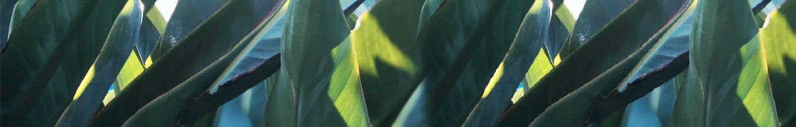 Banner image of Designanniwhere