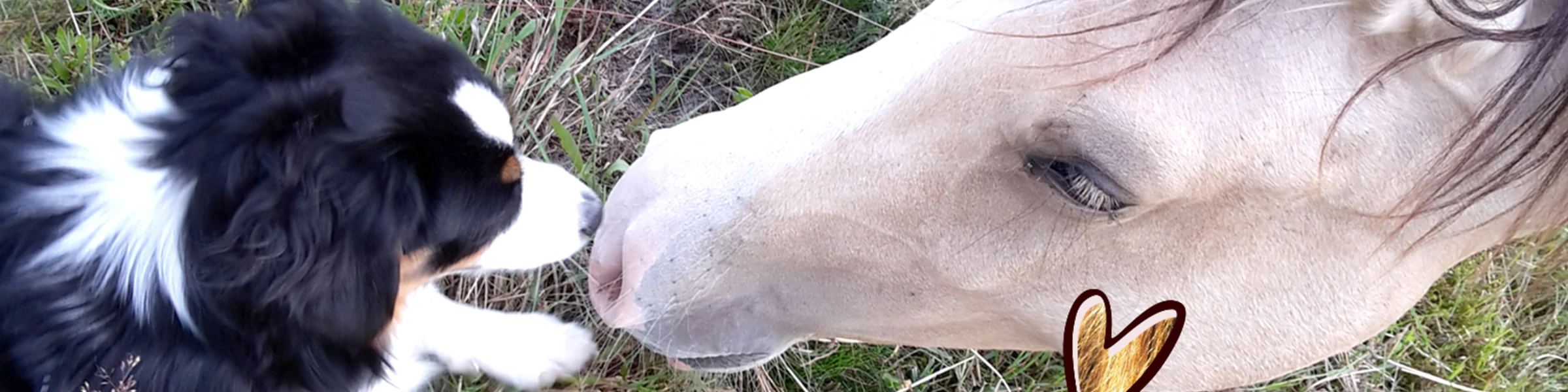 Bannerbild von chrisme