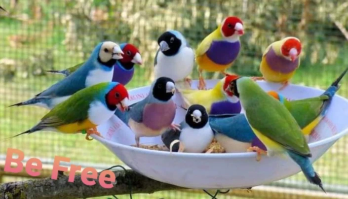 Bannière de Nonoshop