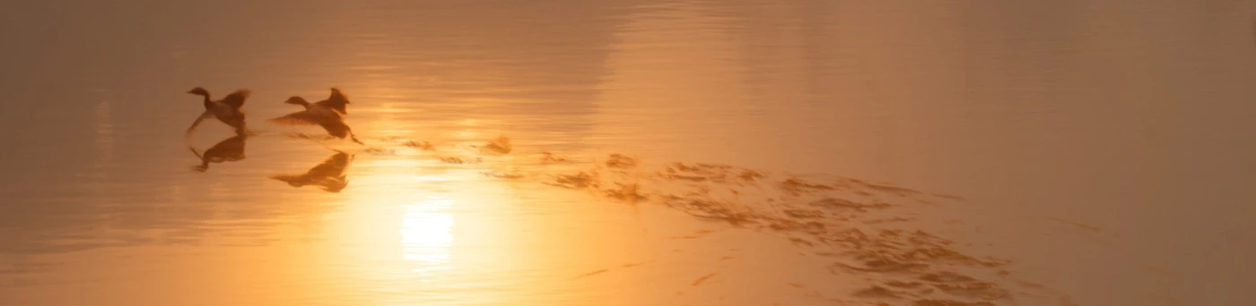 Banner image of Bird Art