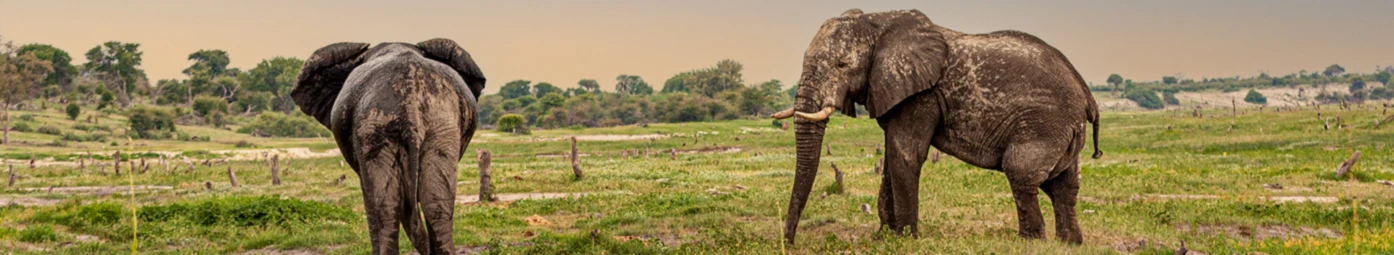 Banner image of Obersenker