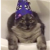 Wizard Cat