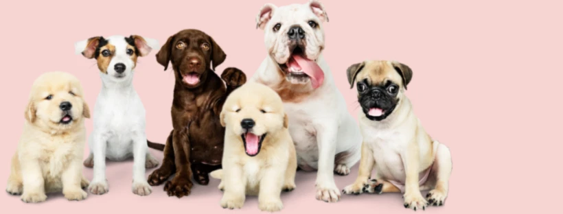 Banner image of Dog Lovers