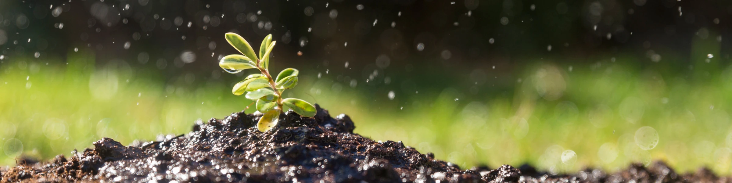 Banner image of Andraya1210