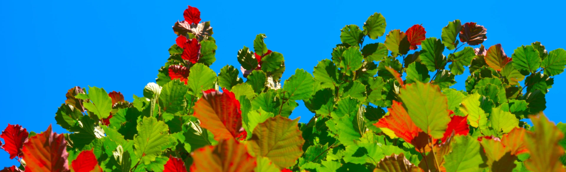 Banner image of marcelwirth.de