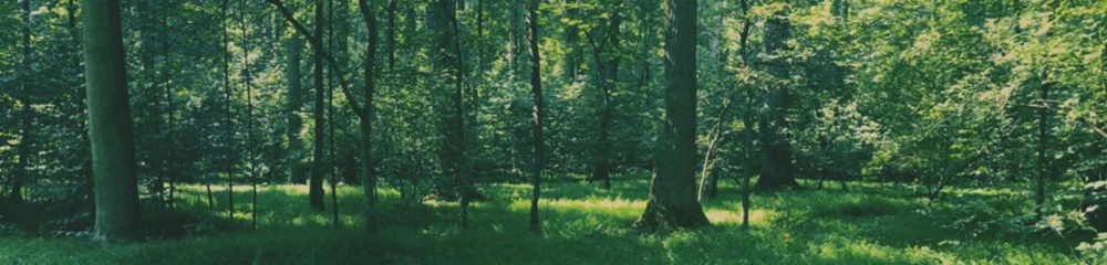 Bannière de AWAKE by Dave