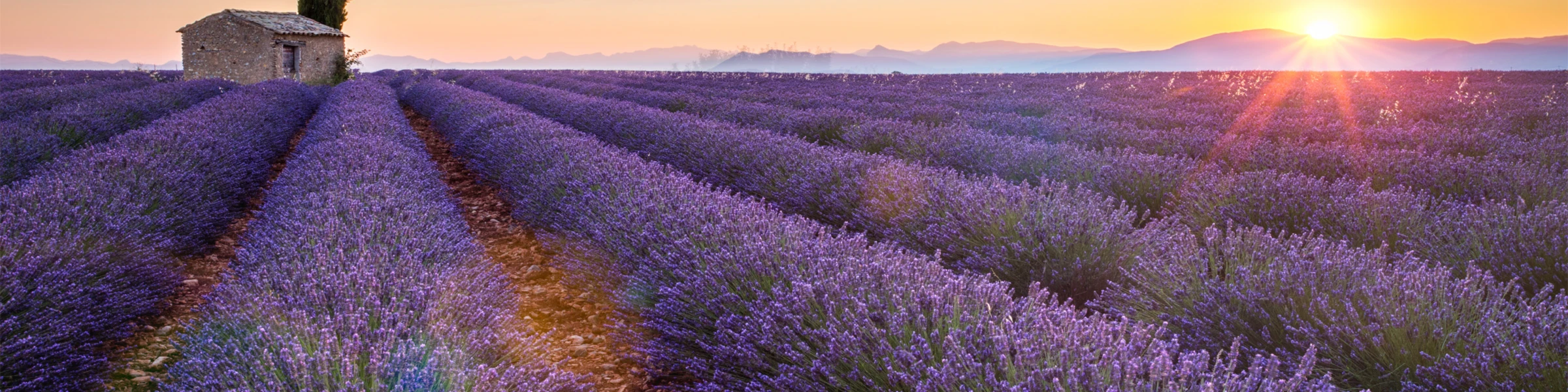 Bannière de Frenchie