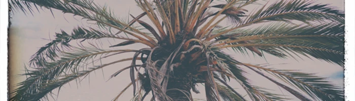 Banner image of 114224992