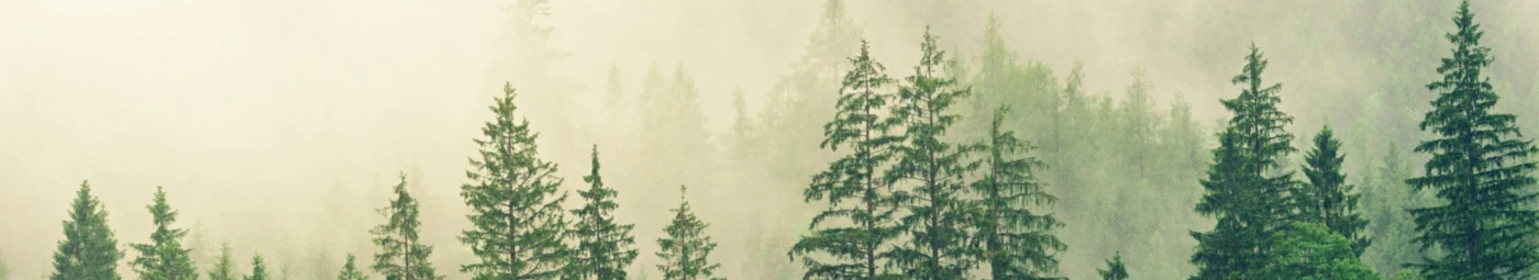 Banner image of bobelle5