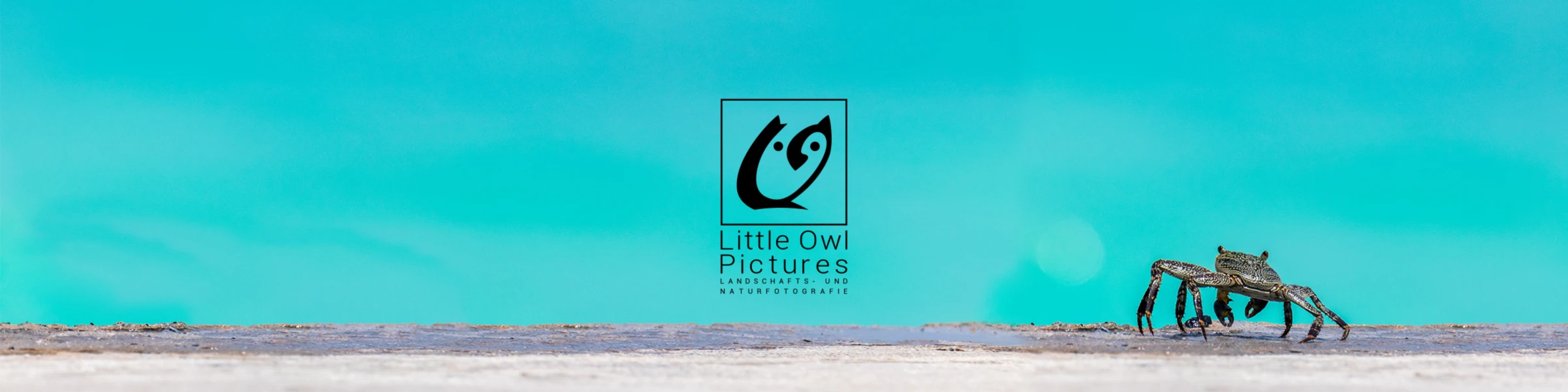 Bannière de Little Owl Pictures