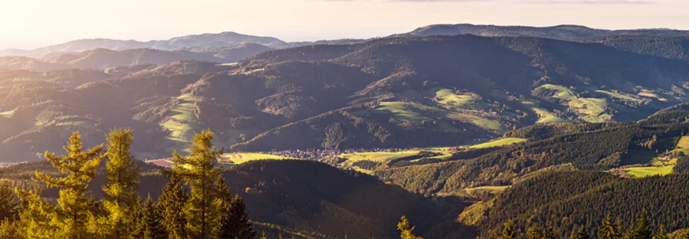 Banner image of Saechla