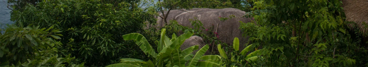 Banner image of janaseei