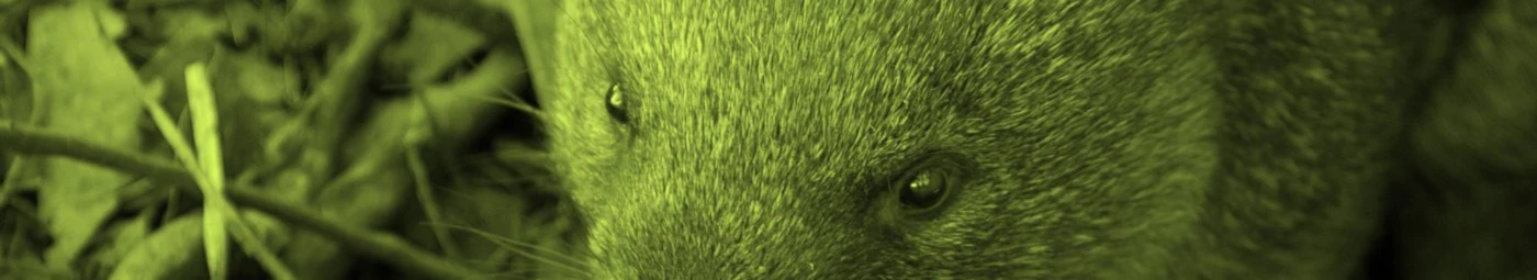 Banner image of Wombit