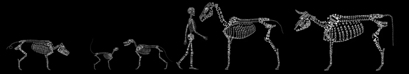 Bannerbild von Wort Anatomie