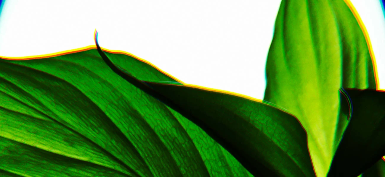 Banner image of FunkyAne