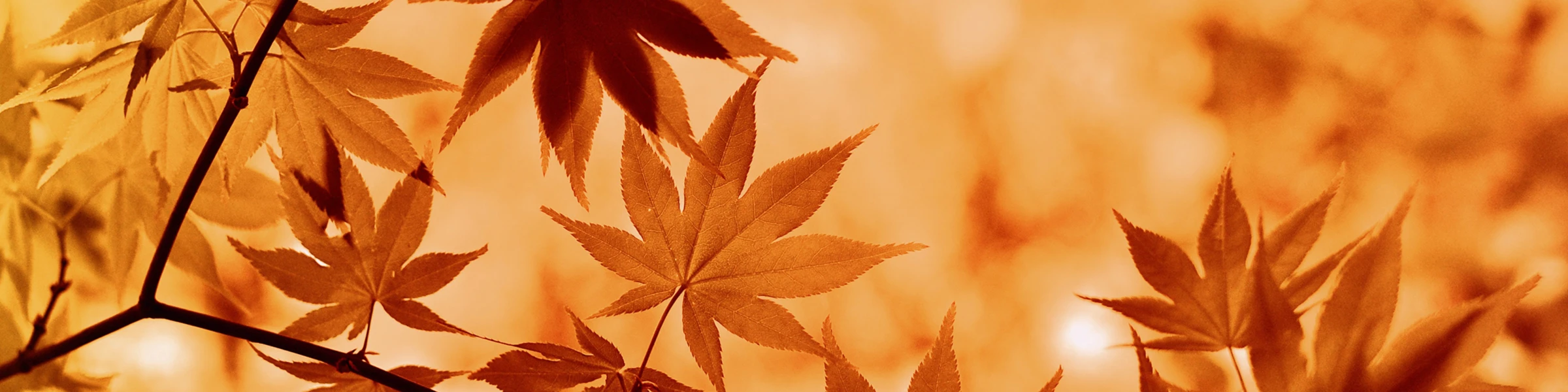 Bannière de illustrARTor