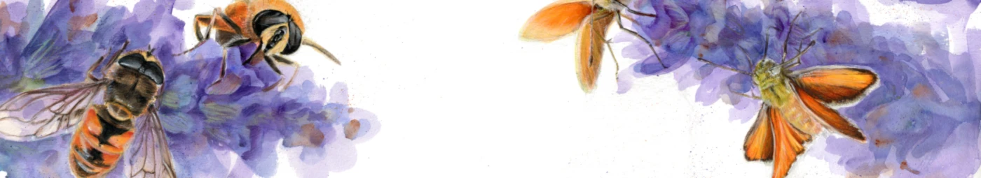 Banner image of Nicole Pustelny illustration