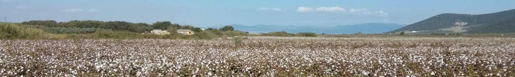 Bannière de Titidejaja