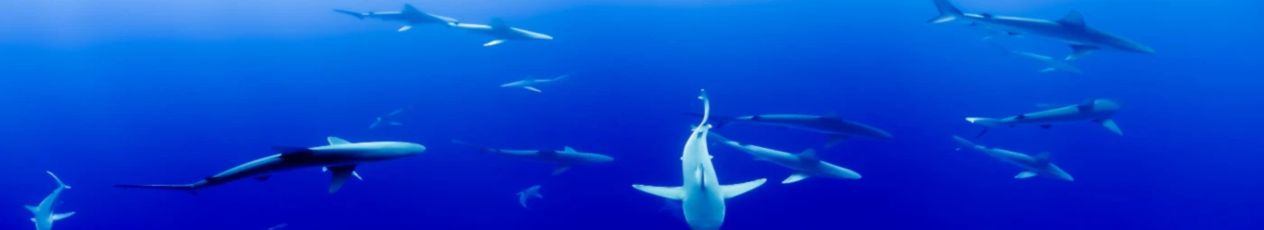 Bannière de SeemannTom