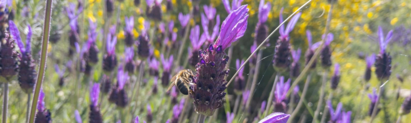 Bannerbild von Yamshirt