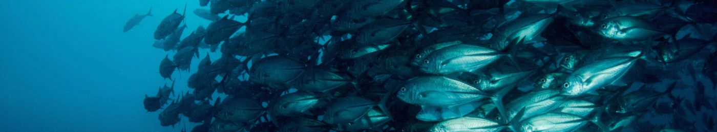 Bannière de tnetarmin