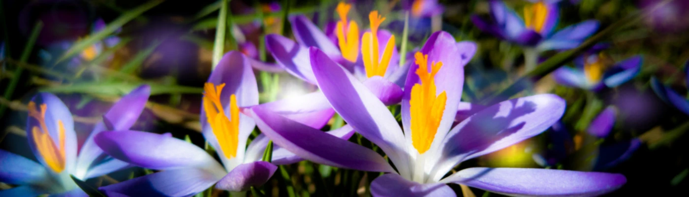 Bannière de rh-naturestyles