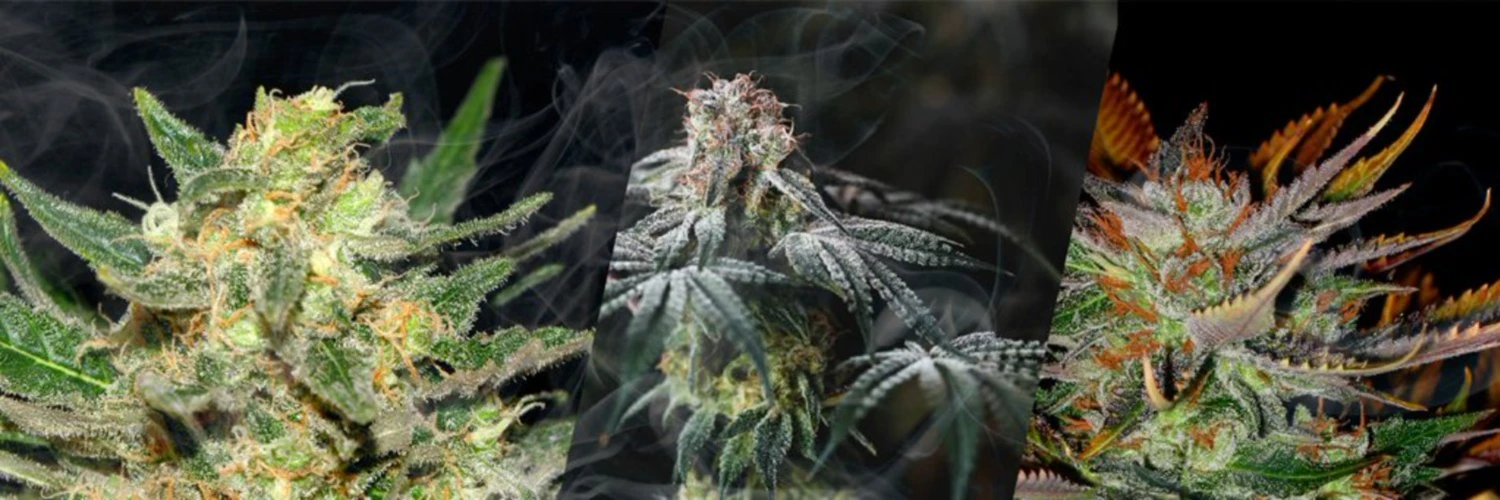 Banner image of oxida