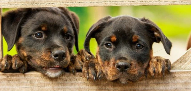 Banner image of Mindful Seed